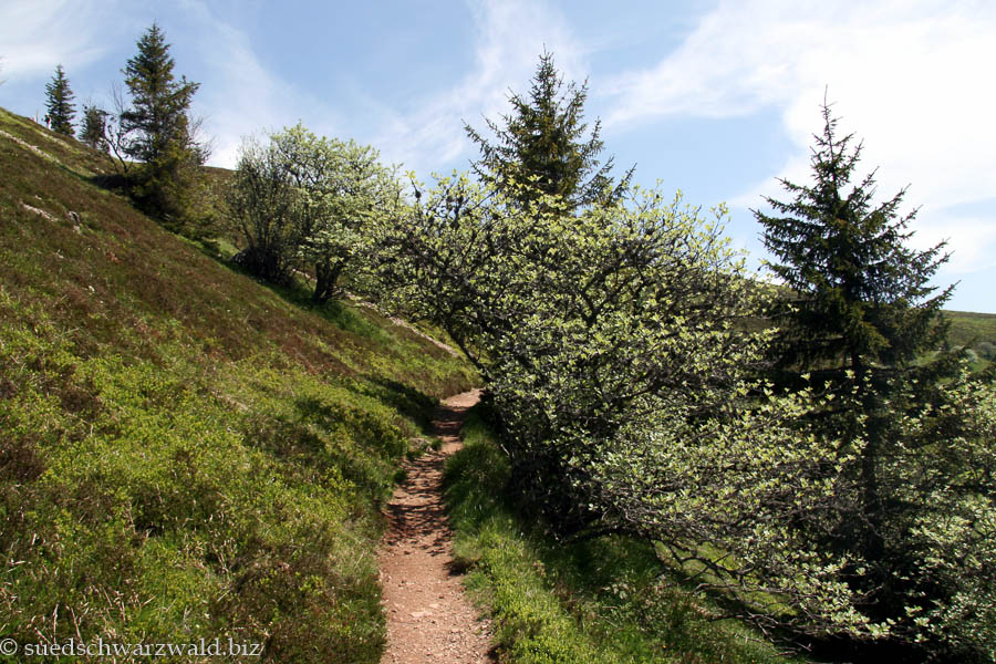 Rapsfelsen (1328 m)