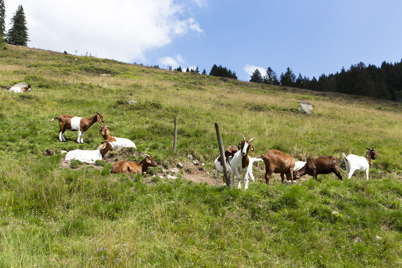 Wanderung auf dem Menzenschwander Geißenpfad