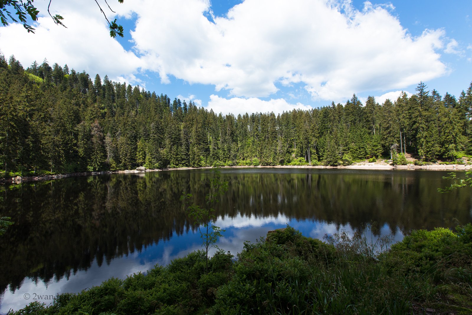 Tannenwald und dunkle Wasseroberfläche des Glaswaldsees im Schwarzwald