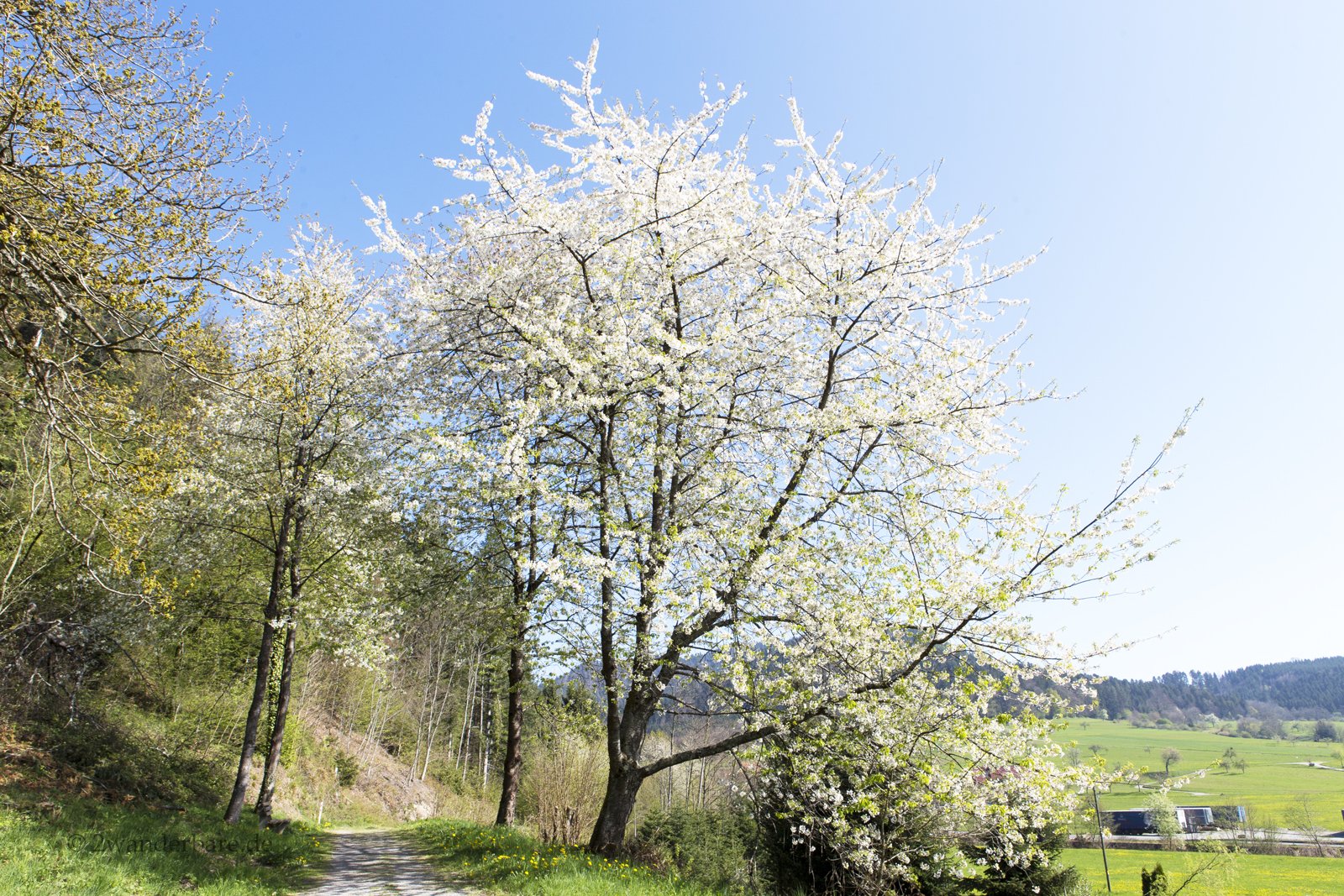 blühende Bäume am Kneipp-Panoramaweg in Zell am Harmersbach