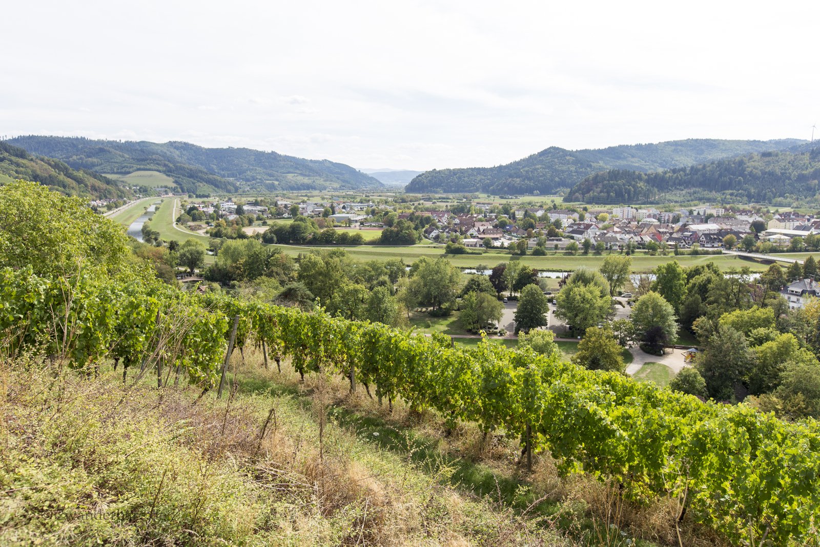Aussicht über die Weinberge im Kinzigtal