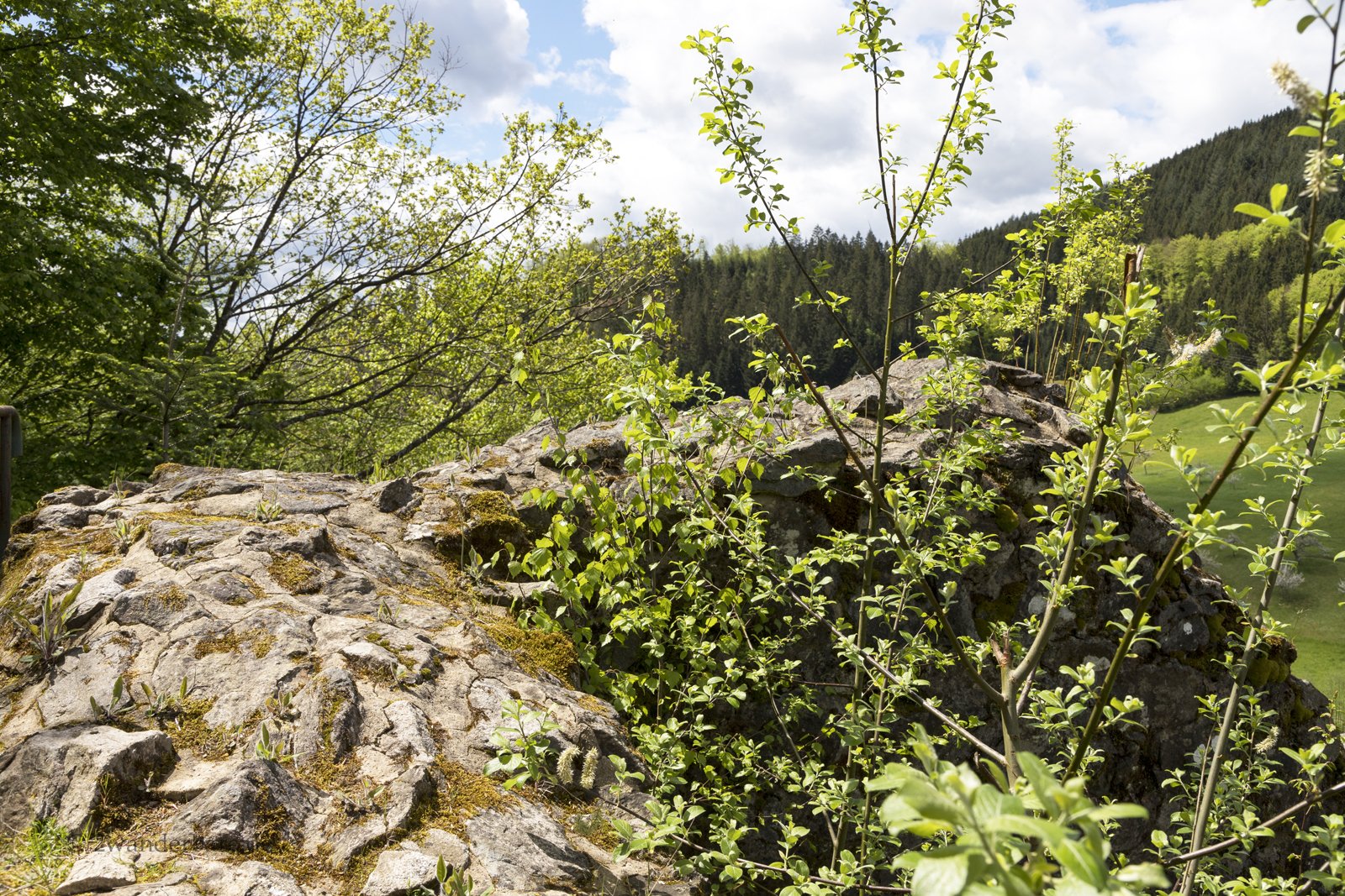 Sträucher überragen teils die Festungsmauern der Burgruine Walkenstein im Tal der Wolf 
