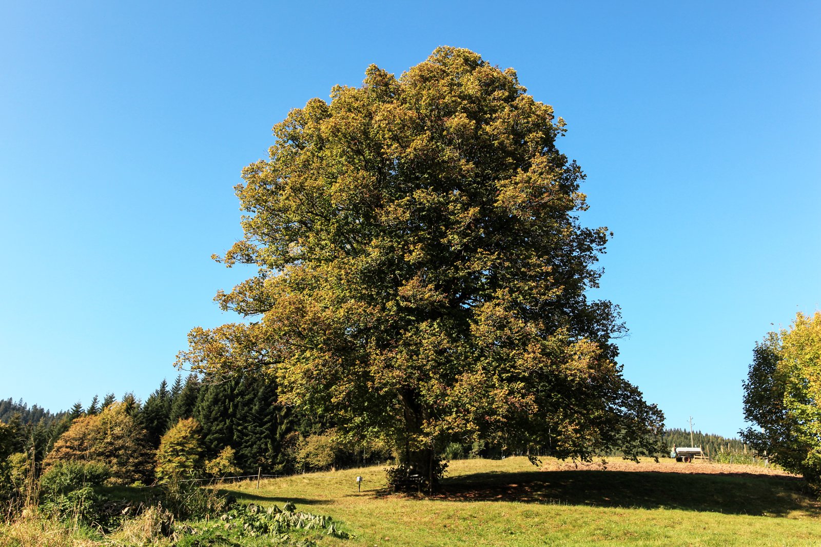 Stattlicher Einzelbaum auf einer Lichtung am Abrahamsbühl nahe St. Roman, Wolfach