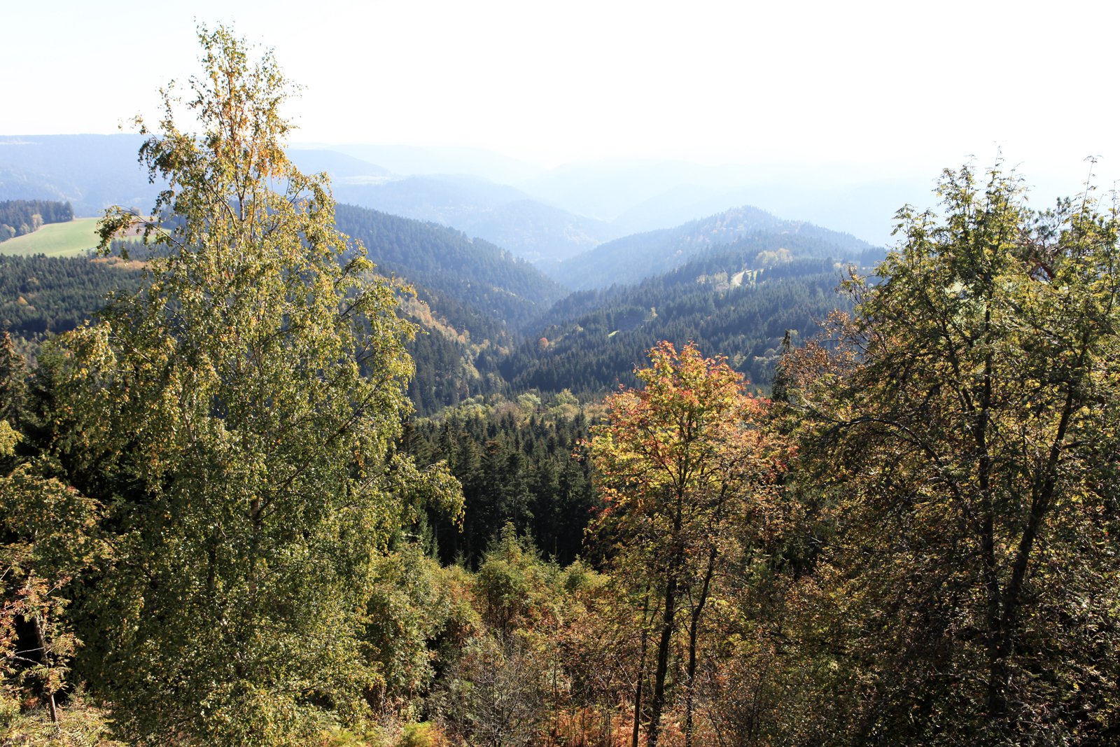 Aussicht vom Teisenkopf über die Hügel und Wälder rund um das Kinzigtal
