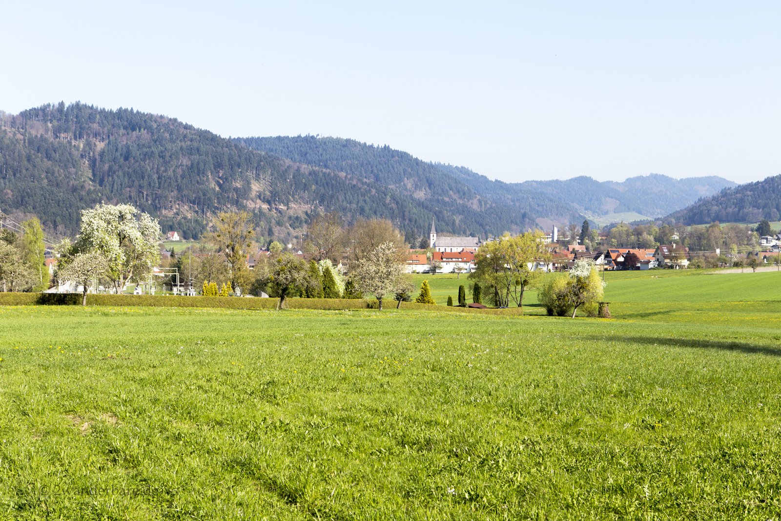 saftig grüne Wiesen und Hügelkette bei Zell am Harmersbach 