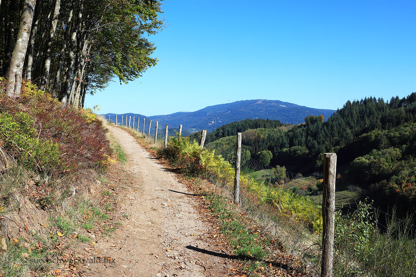 Aussicht vom Lautenbacher Hexensteig zu Turm auf der Hornisgrinde