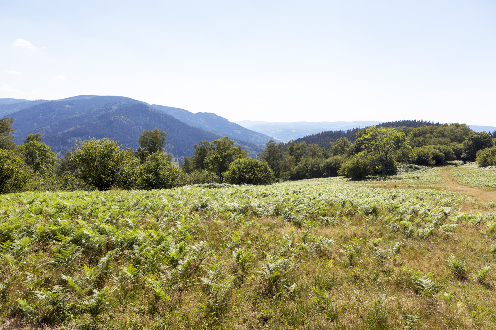 Aussicht bei der Prechtaler Schanze über den Mittleren Schwarzwald