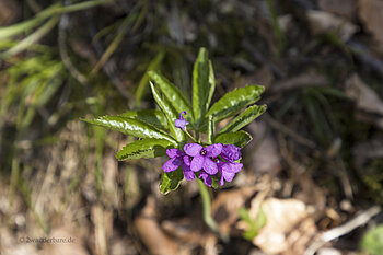 Fiederblättrige Zahnwurz (Cardamine heptaphylla)