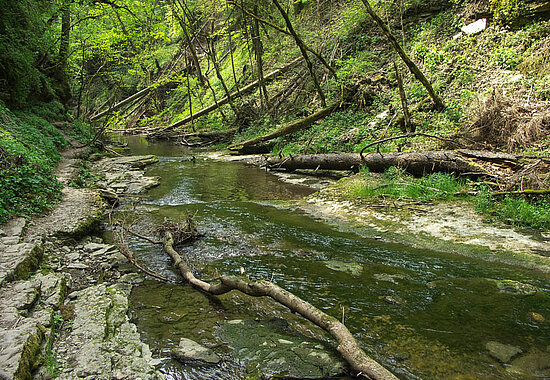 Naturbelassener Abschnitt der Gauchachschlucht