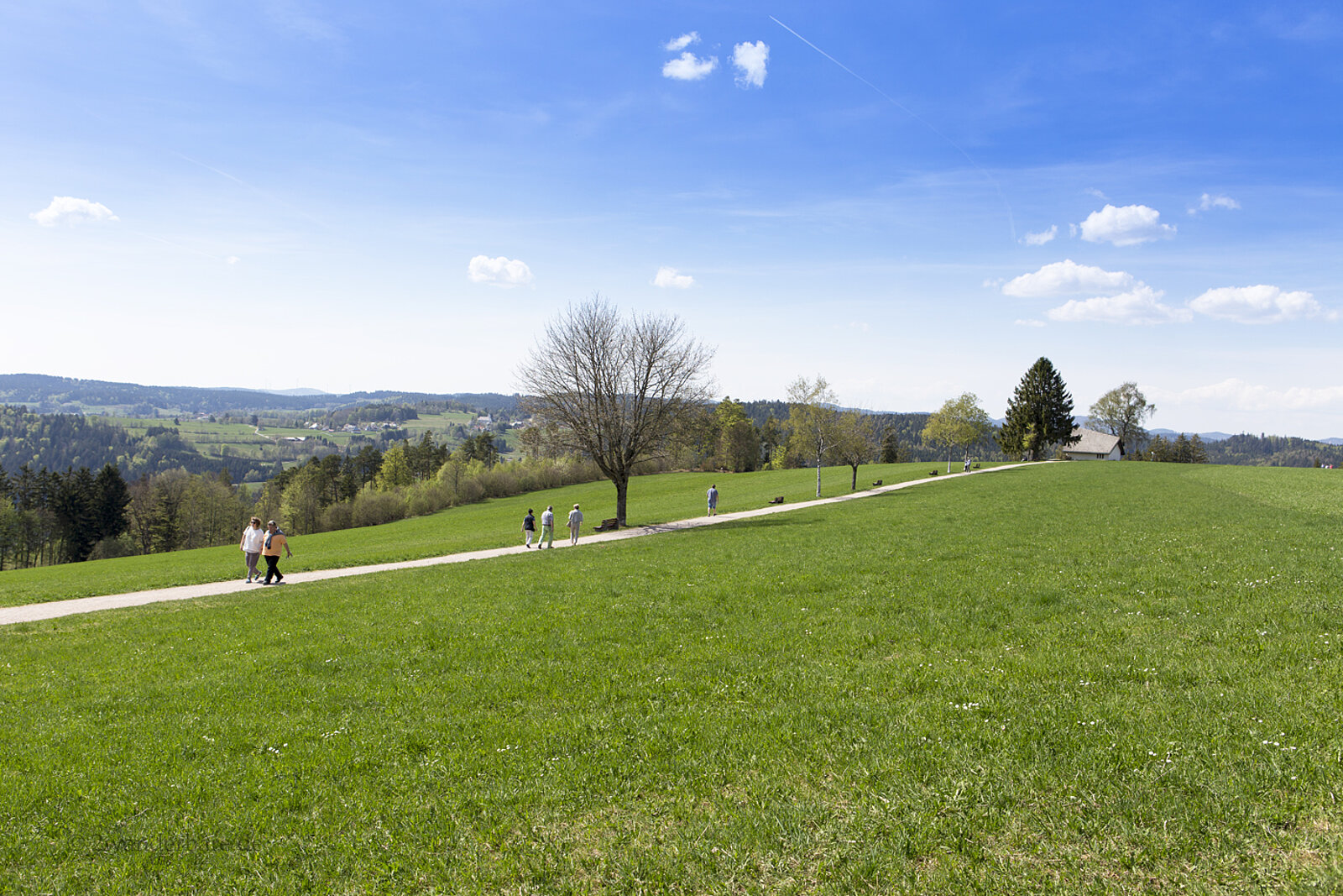 Von grünen Wiesen umgebener Wanderweg bei Höchenschwand