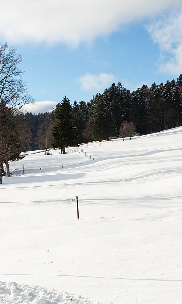 Schnee auf dem Todtmooser Lebküchlerweg