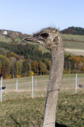 Straußendame bei der Farm in Außer-Ay