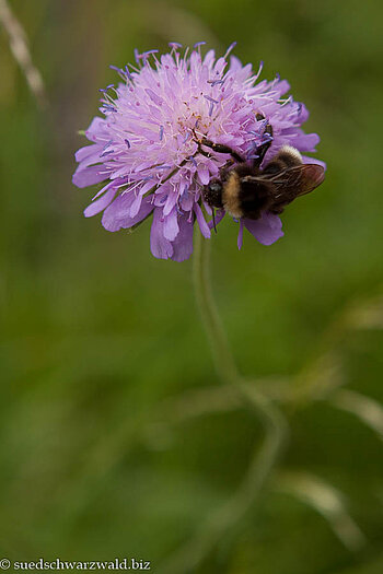 Skabiosa mit Hummel