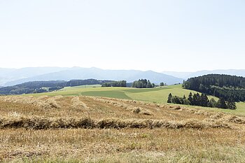 Aussicht vom Bäreneckle zu den Gipfeln des Mittleren Schwarzwalds