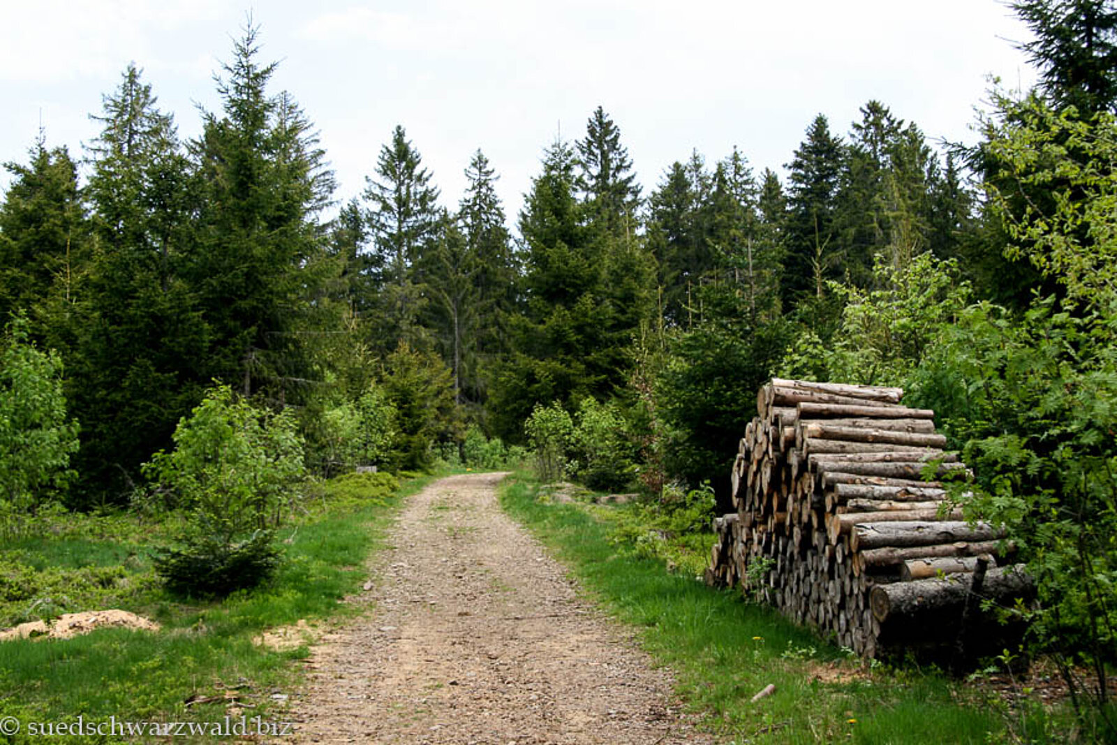 Bewaldeter Abschnitt des Schinkenwegs von Höchenschwand