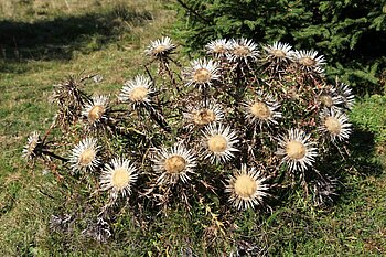 Silberdistel bei Häusern