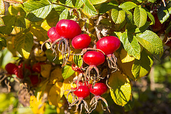 Hagebutten am Samlischbuck