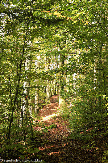 Wanderweg von Gutach auf den Farrenkopf