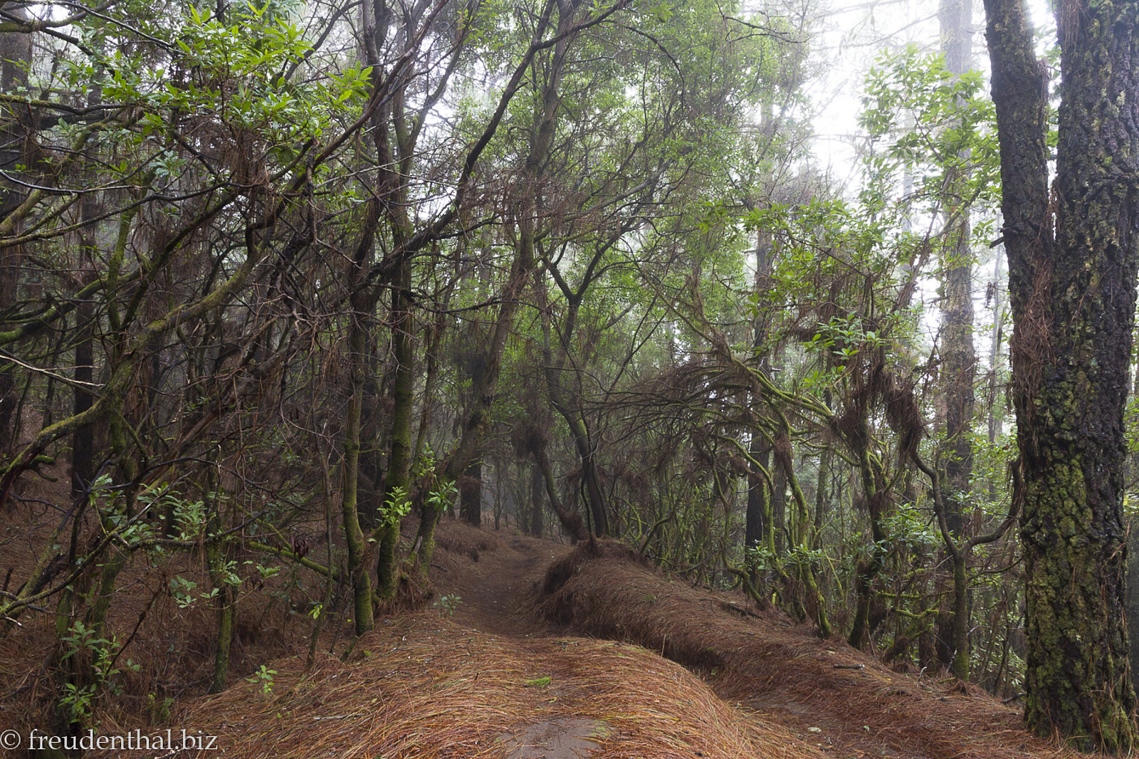 Mystischer Wald oberhalb der Küste von La Palma