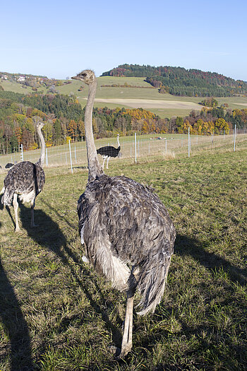 Straußenfarm in Außer-Ay