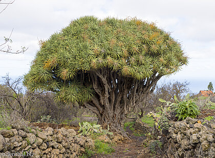 Mächtiger Drachenbaum auf der Kanareninsel La Palma
