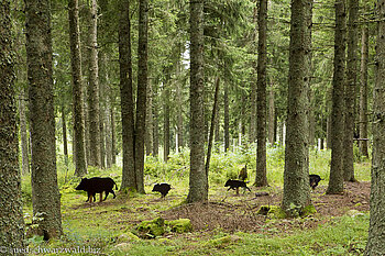 Rotte Wildschweine auf dem Pirschpfad des Jägersteigs