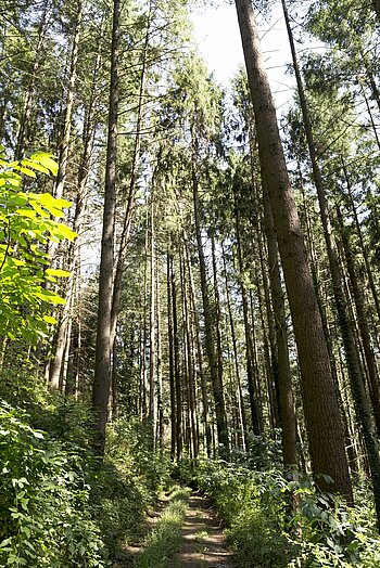 schattiger Waldpfad nahe der Lenzhütte von Haslach im Kinzigtal