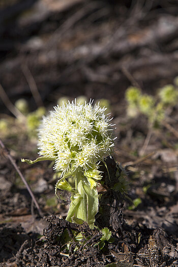 Weiße Pestwurz als Frühlingsbote