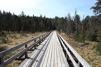 Hinterzartener Moor