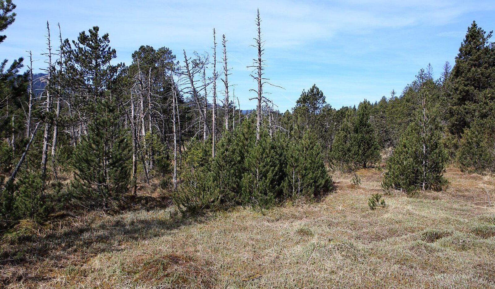 Grasmatten und abgestorbene Fichten beim Hinterzartener Moor im Hochschwarzwald