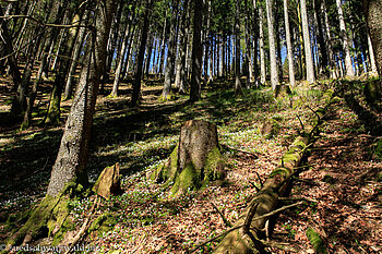 Wald In der Guten