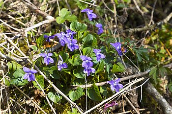 Blühende Veilchen als Frühlingsbote am Aichener Hutpfad