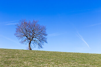 Winterlicher Einzelbaum auf der Hochfläche von Wilfingen