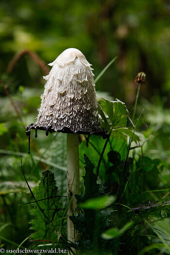 Schopftintling (Coprinus comatus)