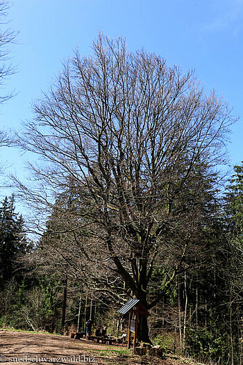 Buche und Balzer Herrgott