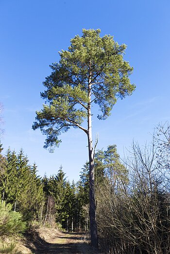 Ostweg zwischen Schiltach-Zollhaus und Breitreute im Schwarzwald