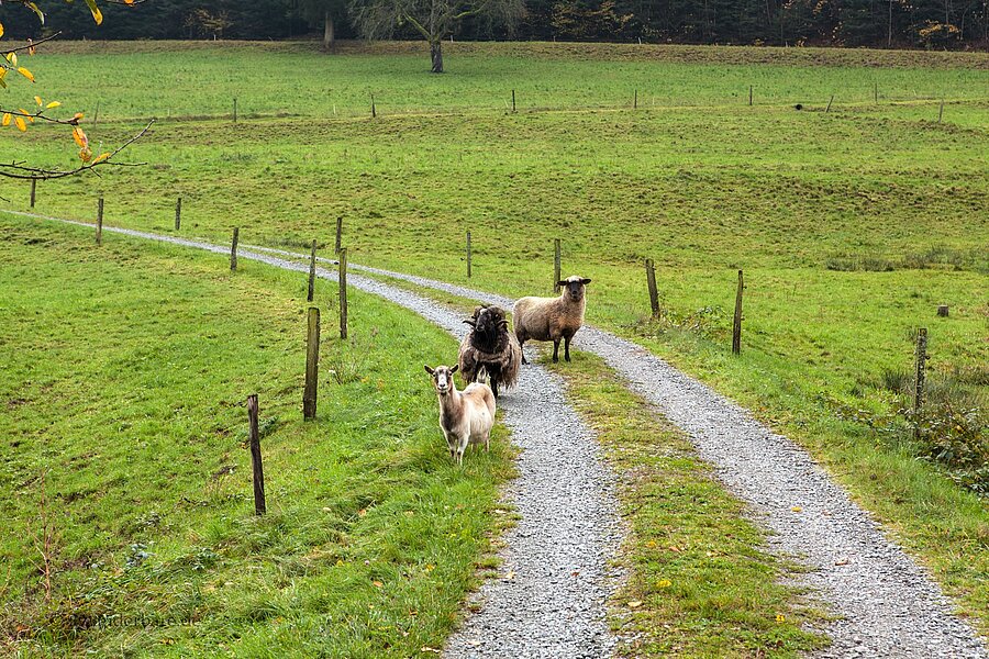 Schafe auf dem Wanderweg durchs Erzbachtal bei Biberach (Baden)