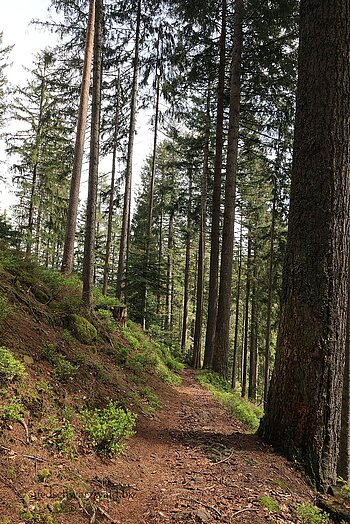 der Seensteig beim Ellbachsee