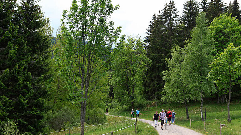 Schluchsee-Seeweg