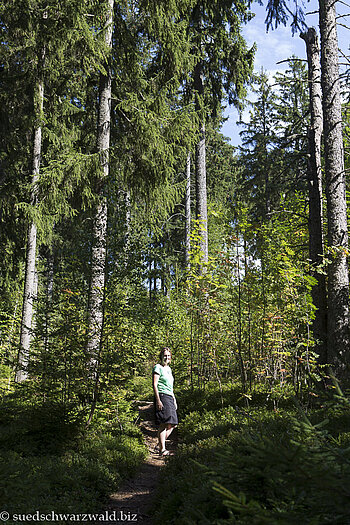 Wandern auf dem Hochschwarzwälder Hirtenpfad