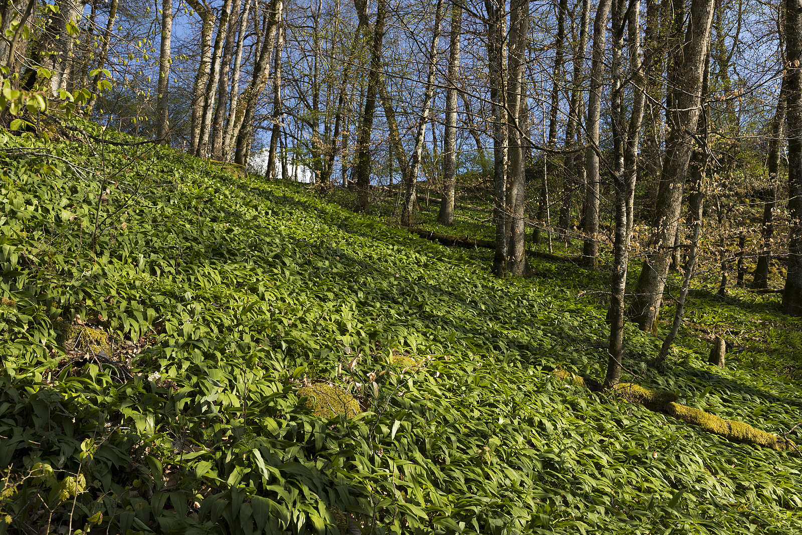 Von Bärlauch gesäumter Abschnitt auf dem Aichener Hutpfad nahe Waldshut