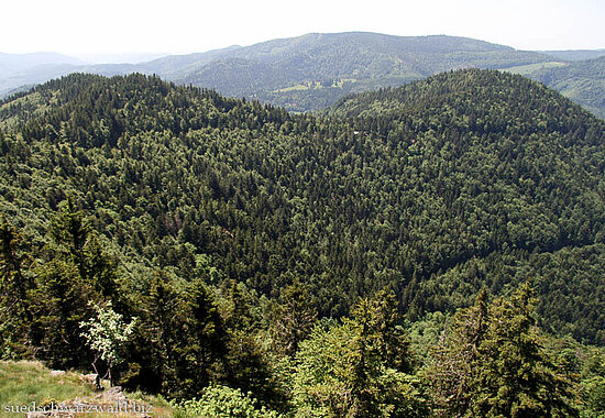 Aussicht nahe dem Hohkelch über den Schwarzwald