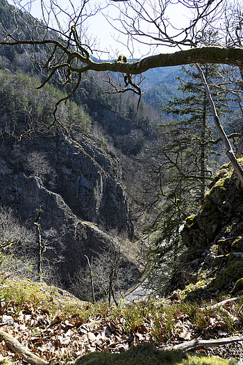 Ausblick vom Hirschsprungfelsen auf die B31