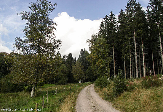 Wanderweg vom Schluchsee hoch zum Zweiseenblick im Hochschwarzwald