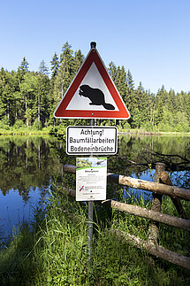 Vorsicht Biber am Eisweiher