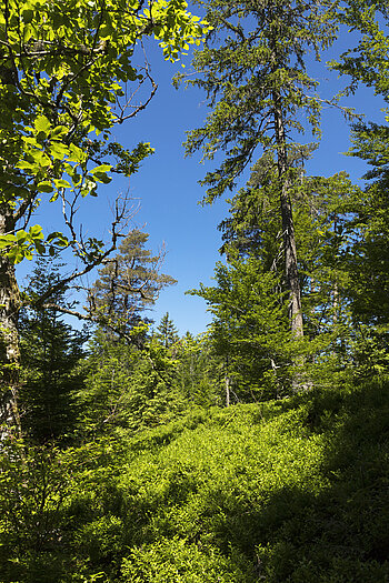 sattgrüner Wald bei Dachsberg