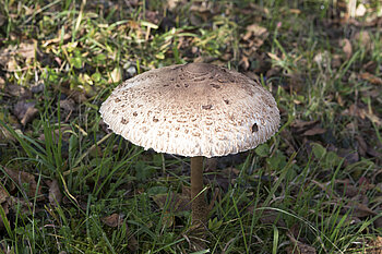 Parasol auf einer Wiese am Hungerberg