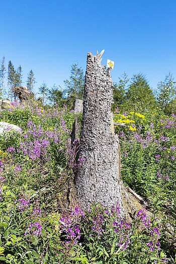 Baumstumpf oder Storren mit gelber Raute eines Schwarzwald-Wanderwegs