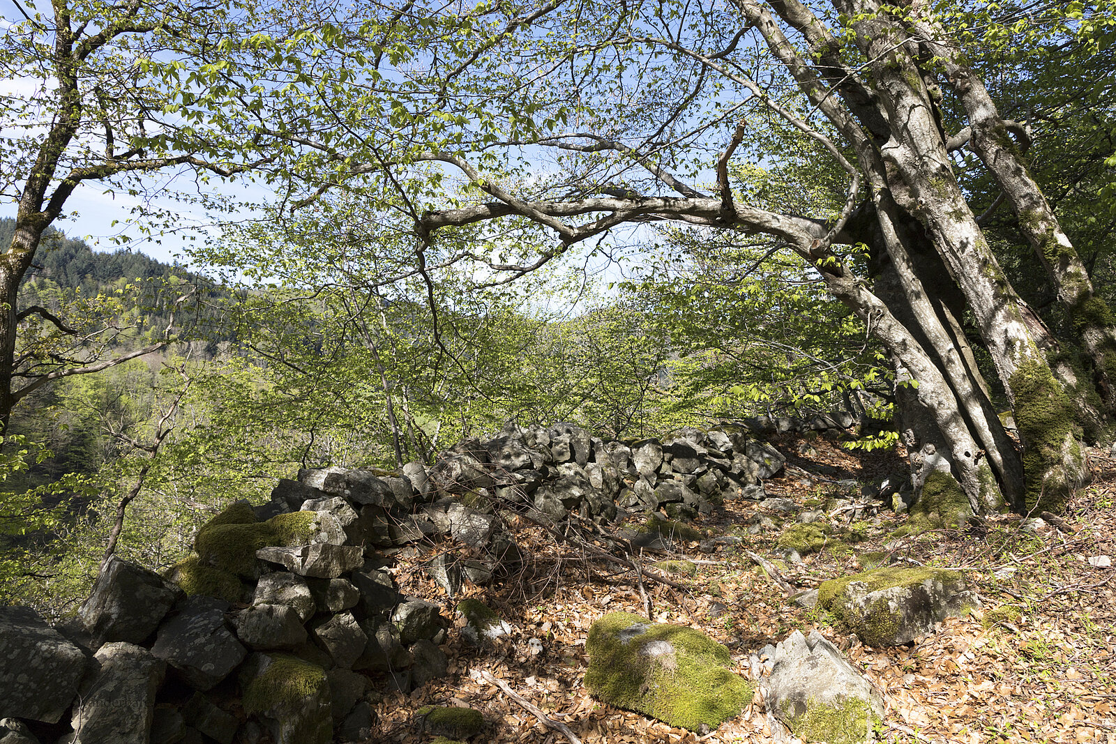 Mauerreste der Burgruine Bubenstein über dem Höllental im Schwarzwald