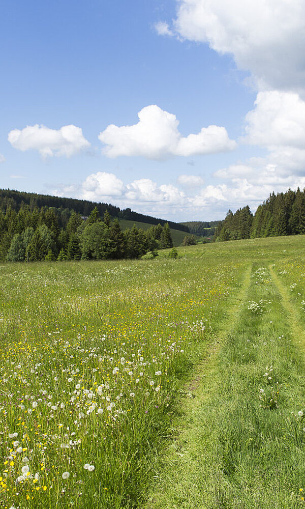 Wandern Mittlerer Schwarzwald